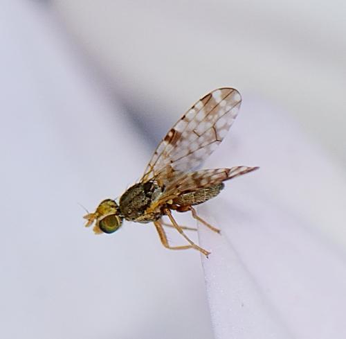 Réf. 262 800 : Dioxyna bidentis